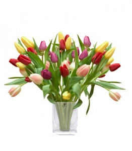 40tulips