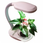 desktop_plant