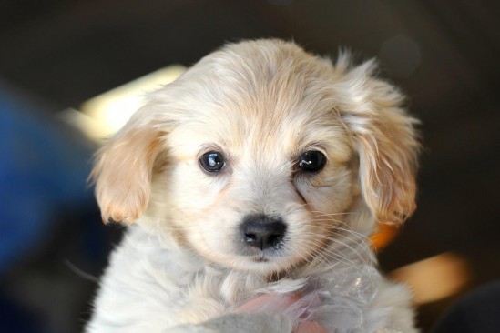 Holly Christmas Puppy 