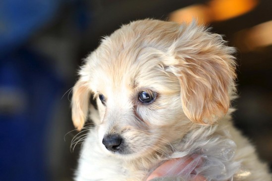 Holly Christmas Puppy