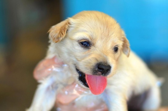 Holly Christmas Puppy