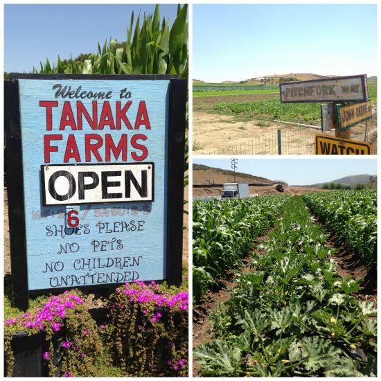 Blogger visit to Tanaka Farms with TreeTop