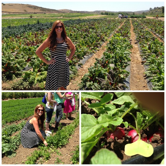 Visiting Tanaka Farms with TreeTop