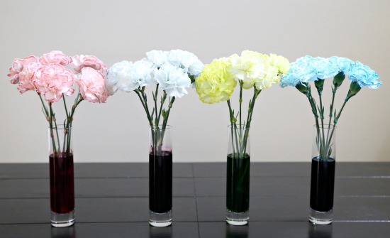 After 24 hours the blooms are even more vibrantly colored.jpg