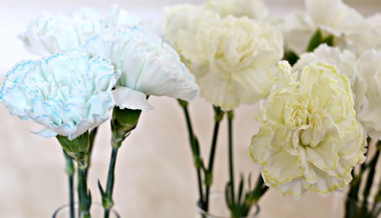 Make your own colorful spring bouquet with white flowers and food coloring.jpg