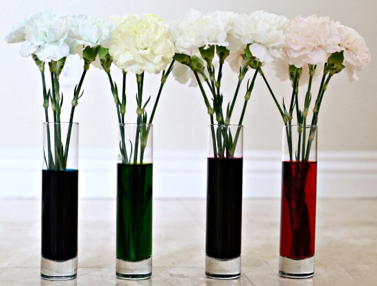 Make your own spring bouquet with white flowers and food coloring.jpg