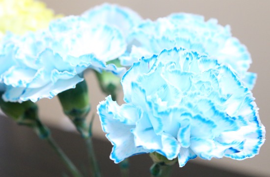 Spring bouquet with food coloring and white flowers.jpg